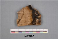 櫟屬化石藏品圖，第1張
